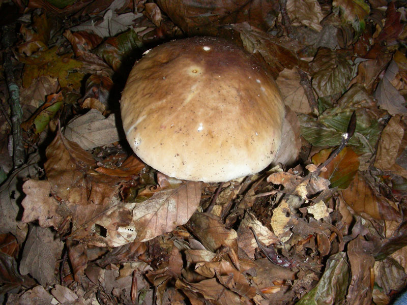 Boletus fotog.il 30.10.09.