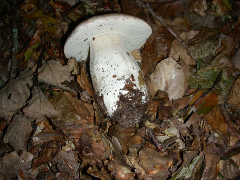 Boletus fotog.il 30.10.09.