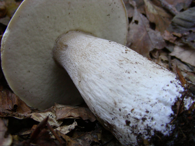 Boletus fotog.il 30.10.09.