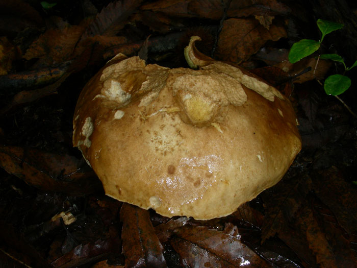 Boletus edulis