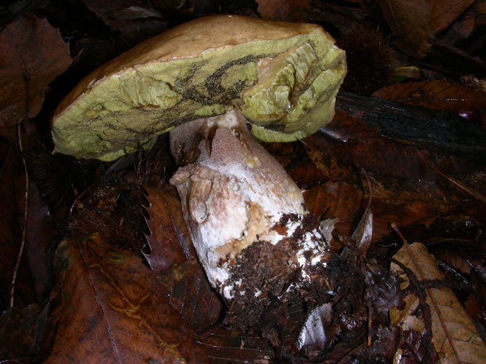 Boletus edulis