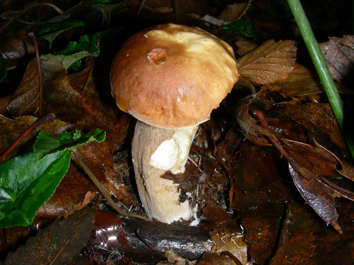 Boletus edulis