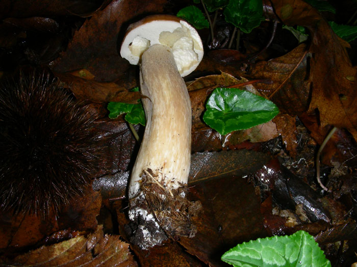 Boletus edulis