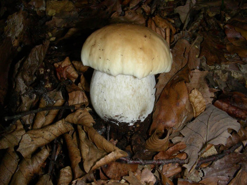 Boletus fotog.il 30.10.09.