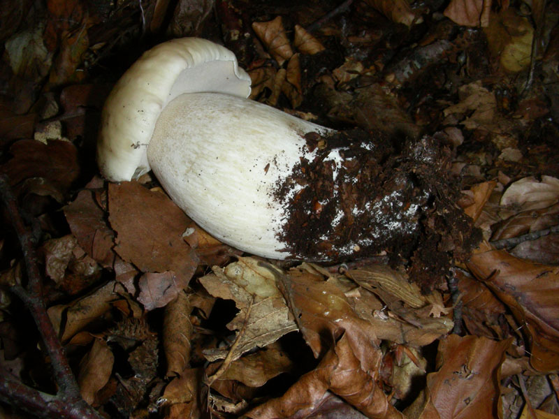 Boletus fotog.il 30.10.09.