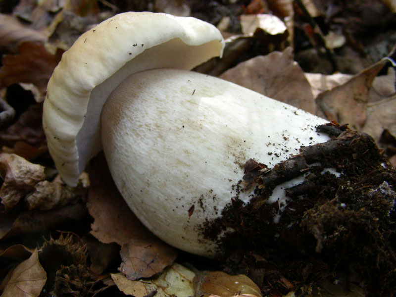 Boletus fotog.il 30.10.09.