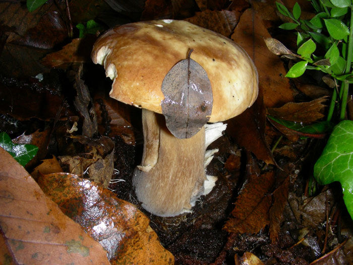 Boletus edulis