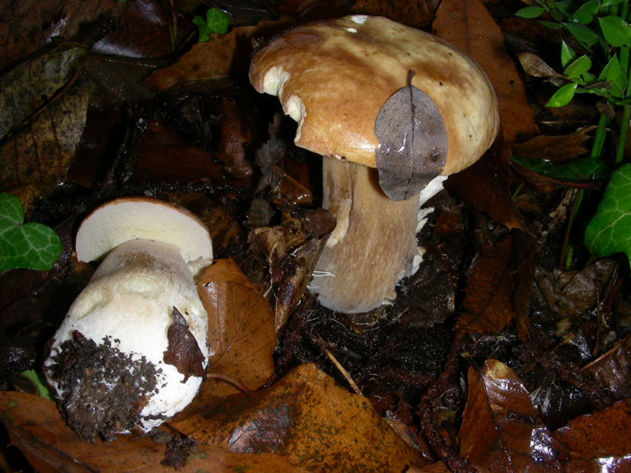 Boletus edulis