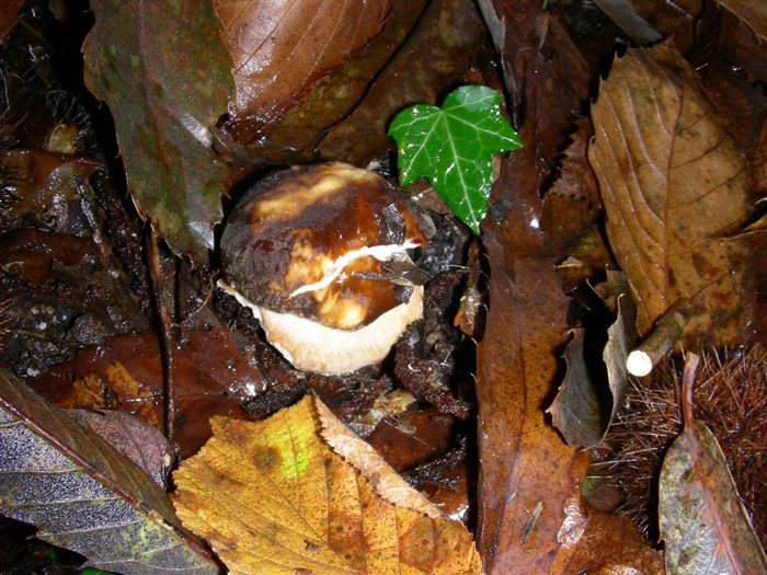 Sono arrivato dopo le lumache: Boletus aereus 04.11.08