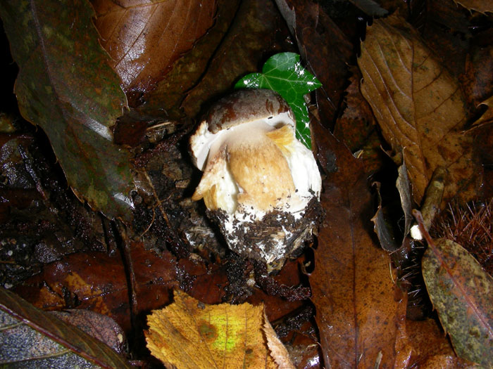 Sono arrivato dopo le lumache: Boletus aereus 04.11.08