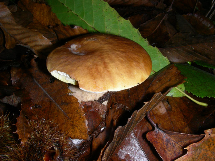 Boletus edulis