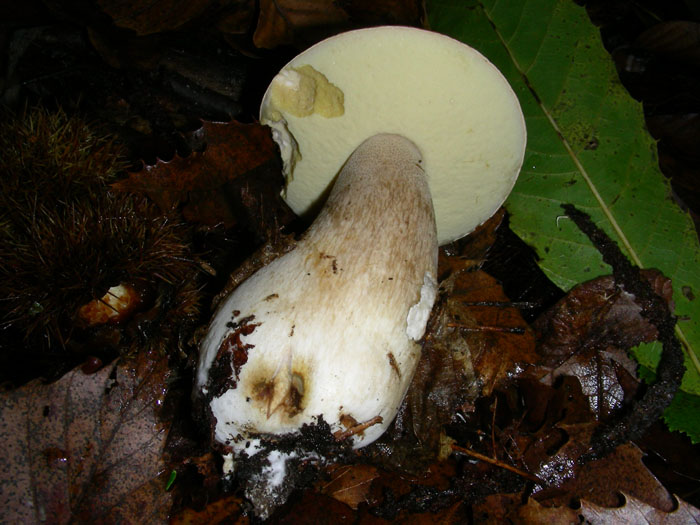 Boletus edulis