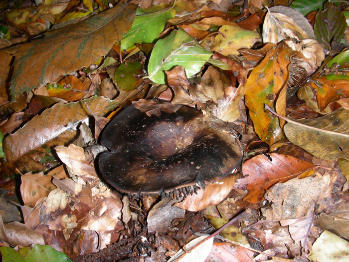 Russula nigricans fotog.il 3.11.09