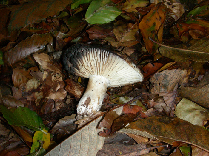 Russula nigricans fotog.il 3.11.09