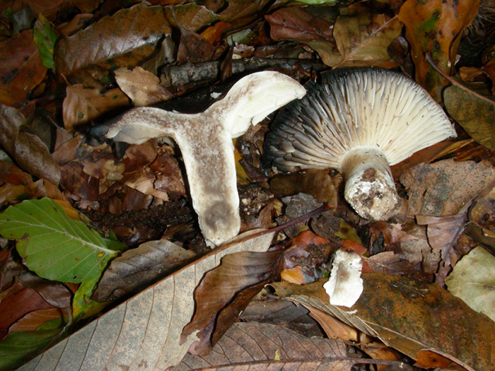 Russula nigricans fotog.il 3.11.09