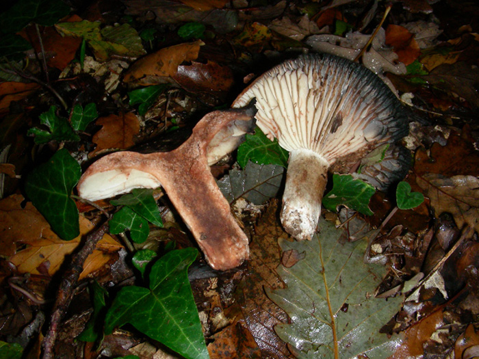 Russula nigricans fotog.il 3.11.09