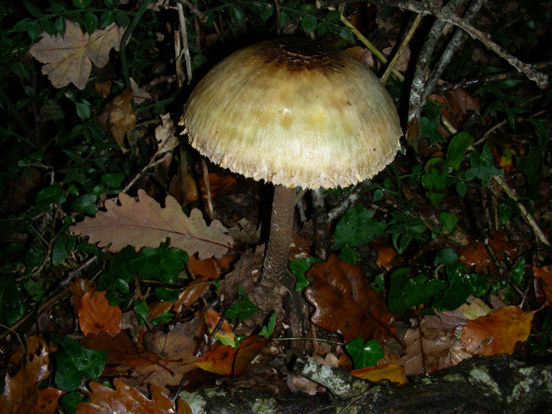 Macrolepiota procera fotog.3.11.09.