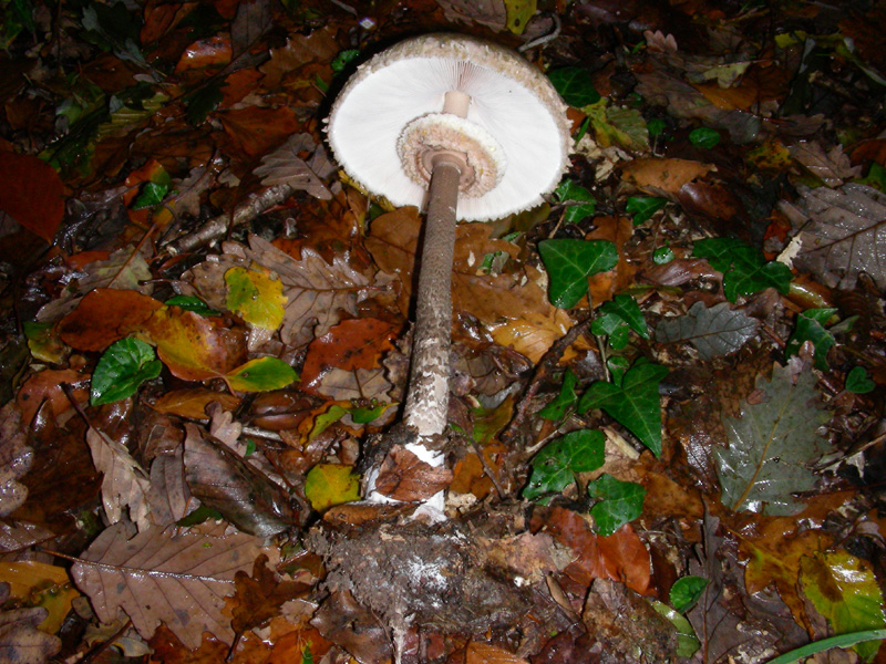 Macrolepiota procera fotog.3.11.09.