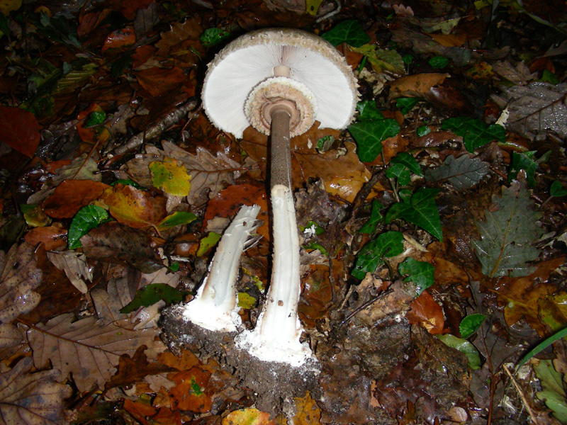 Macrolepiota procera fotog.3.11.09.