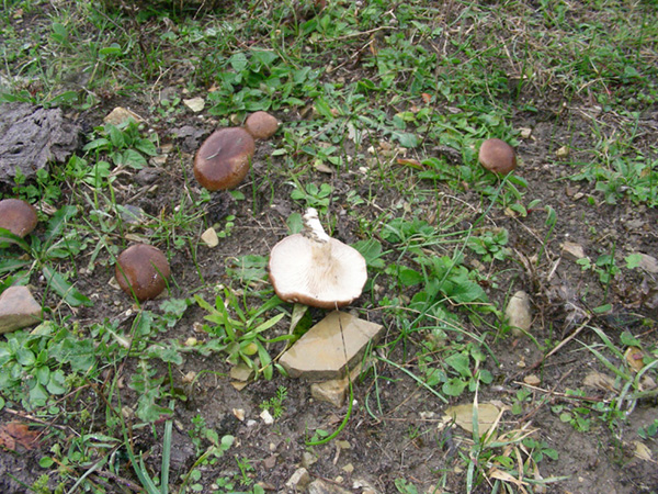 Pleurotus eringii fotog.il 3.11.09.