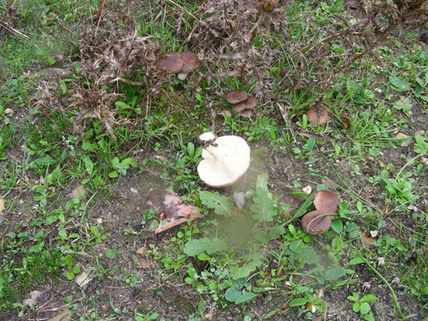 Pleurotus eringii fotog.il 3.11.09.