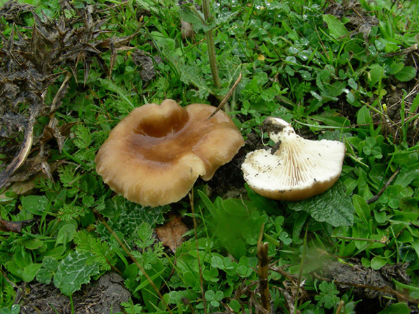 Pleurotus eringii fotog.il 3.11.09.