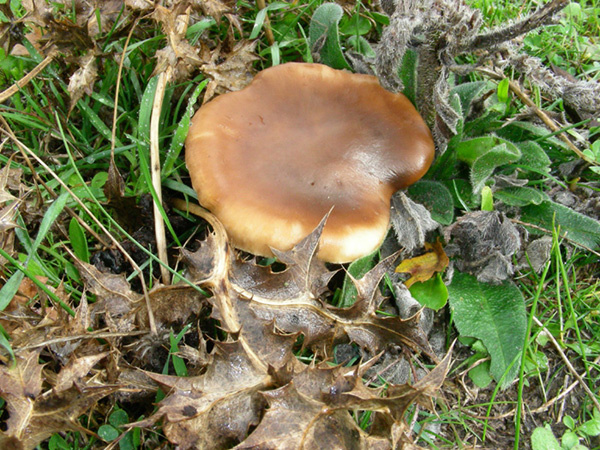 Pleurotus eringii fotog.il 3.11.09.