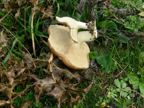 Pleurotus eringii fotog.il 3.11.09.