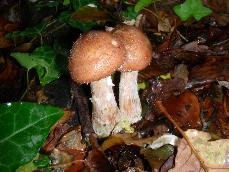 Armillaria fotog.il 6.11.09.