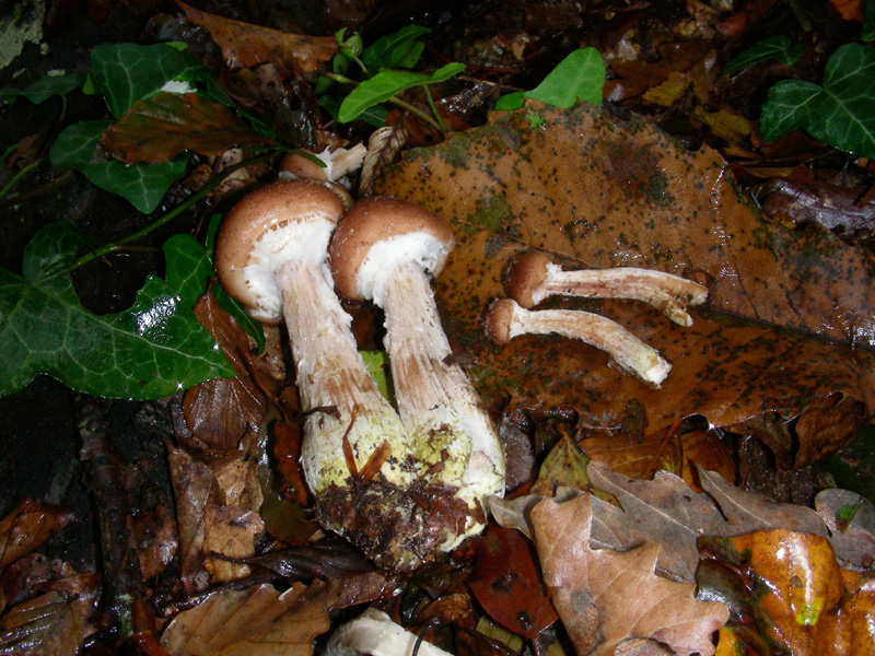 Armillaria fotog.il 6.11.09.