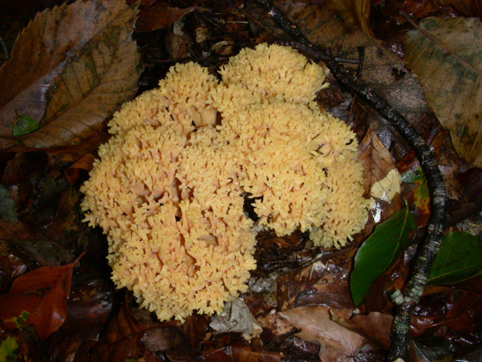 Ramaria fotog.il 6.11.09.