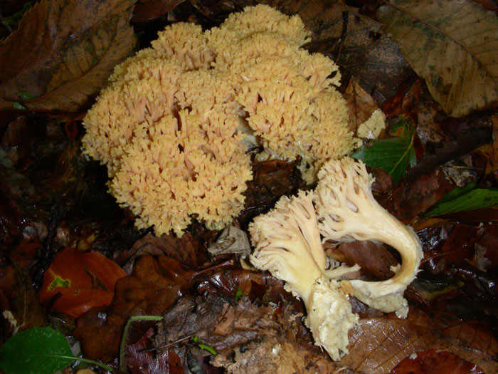 Ramaria fotog.il 6.11.09.