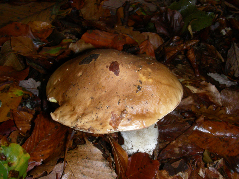 Boletus fotog.il 6.11.09.