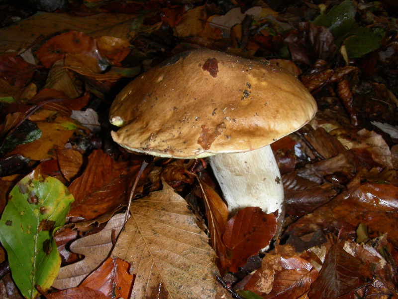 Boletus fotog.il 6.11.09.