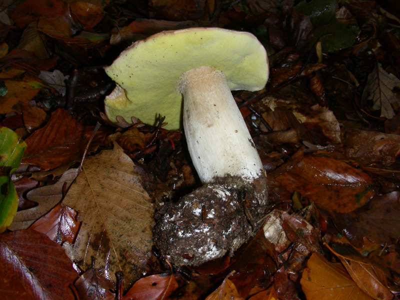 Boletus fotog.il 6.11.09.