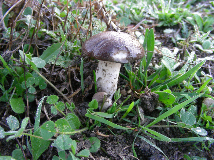 Pleurotus eringii fotog.il 7.11.09.