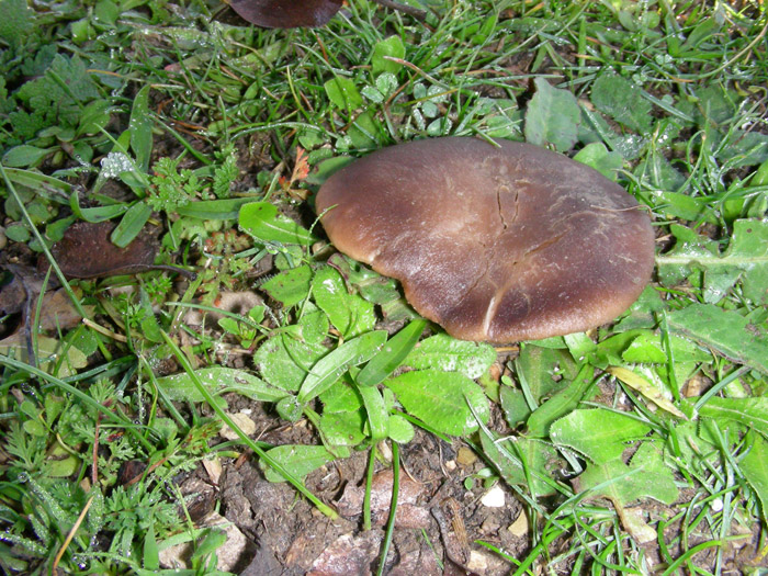 Pleurotus eringii fotog.il 7.11.09.