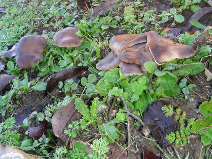 Pleurotus eringii fotog.il 7.11.09.