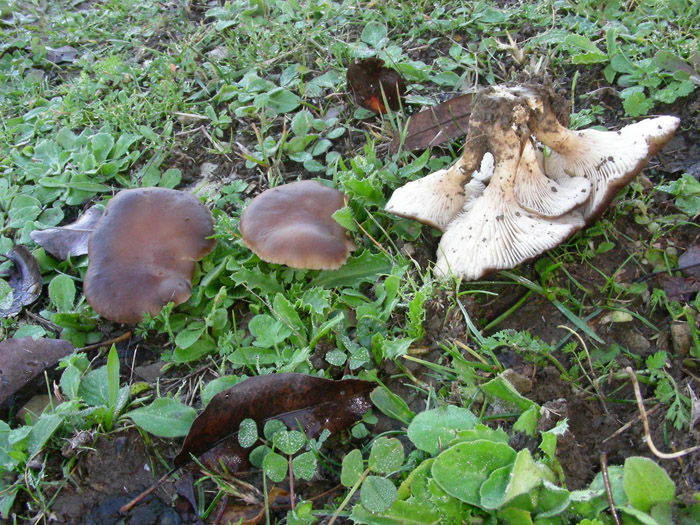 Pleurotus eringii fotog.il 7.11.09.