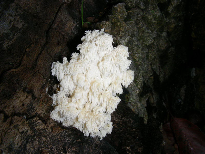 Hericium clathroides.