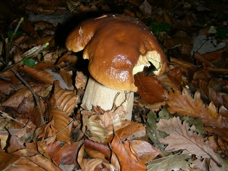 Boletus edulis.