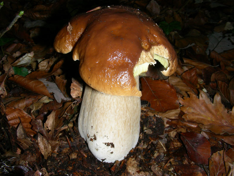 Boletus edulis.