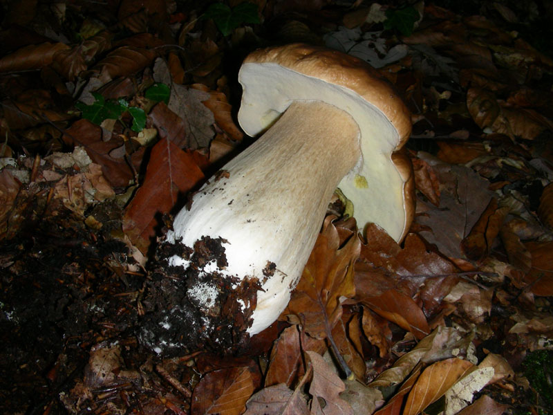 Boletus edulis.