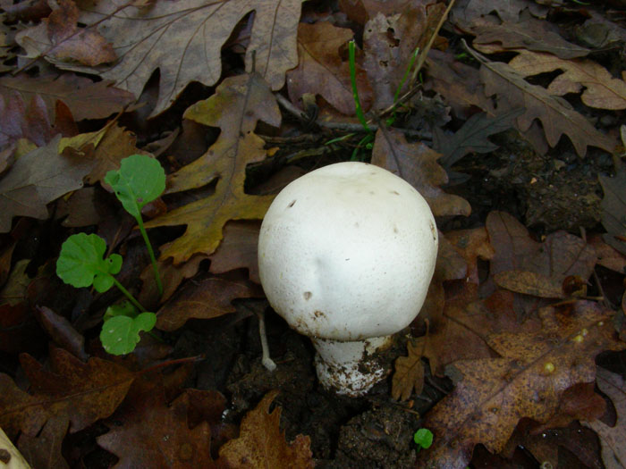 Agaricus xantodermus fotog.il 10.11.09.