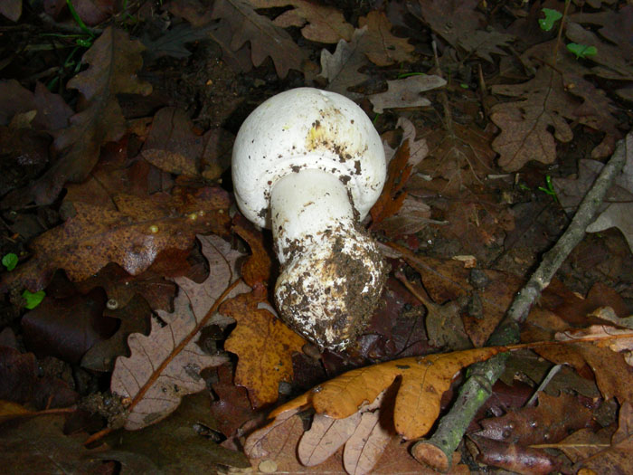 Agaricus xantodermus fotog.il 10.11.09.