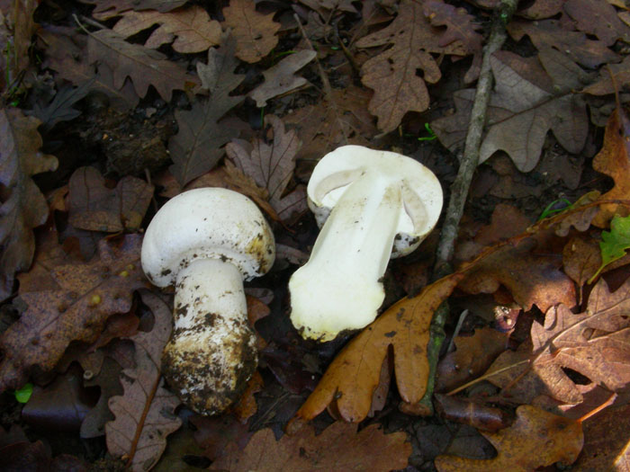 Agaricus xantodermus fotog.il 10.11.09.