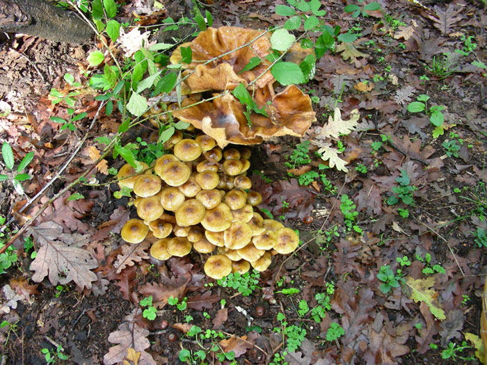 Armillaria mellea fotog.il 10.11.09.