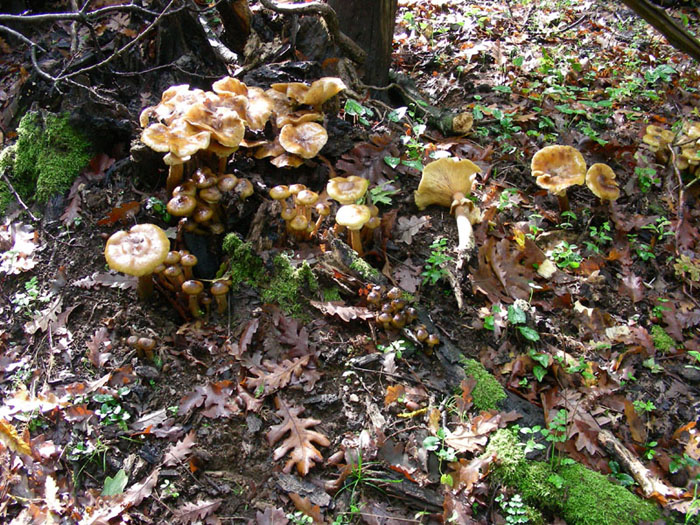 Armillaria mellea fotog.il 10.11.09.