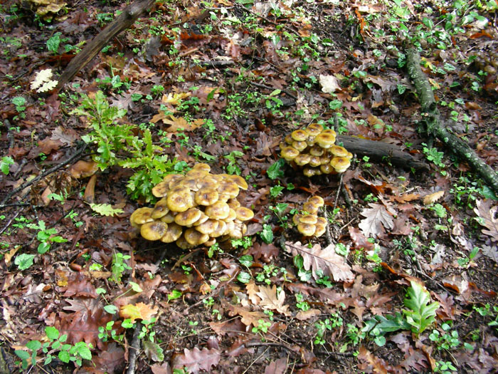 Armillaria mellea fotog.il 10.11.09.