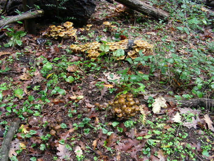 Armillaria mellea fotog.il 10.11.09.